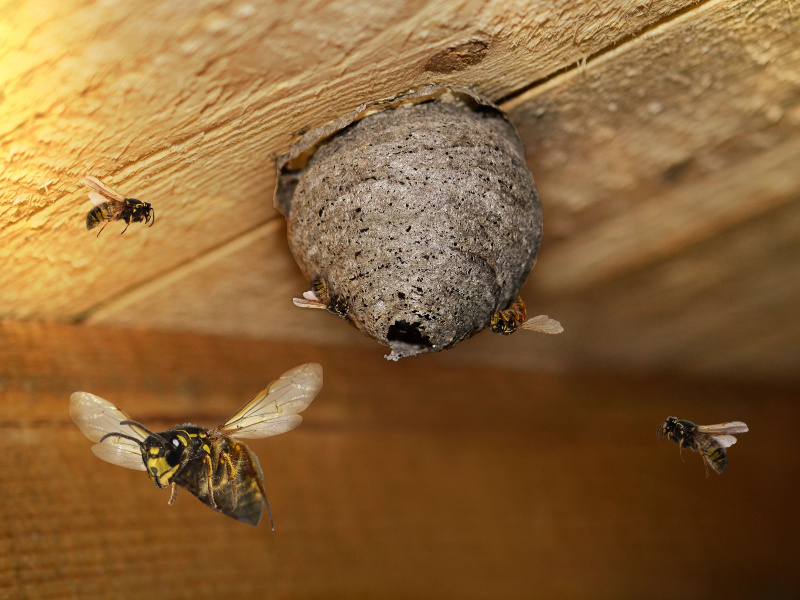 Pest Information